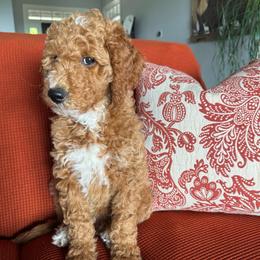 Dottie (West) - Red  female Goldendoodle puppy in Eagleville, Tennessee from Nash Doodles