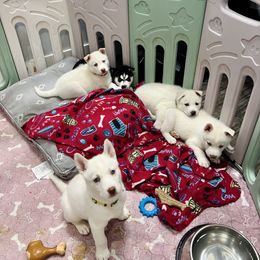 Maltese and Siberian Husky Puppies from Nyx’s Pack