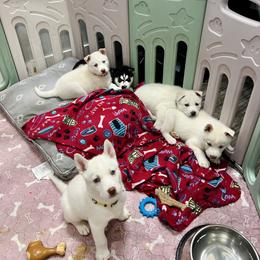 Maltese and Siberian Husky Puppies from Nyx’s Pack