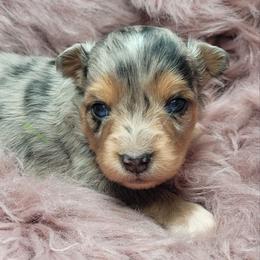 Reese - Blue merle male Miniature Australian Shepherd puppy in Deer Park, Washington from Rodeo Aussies