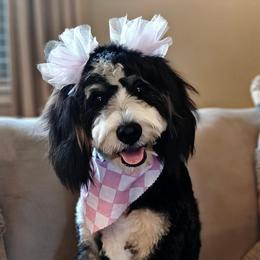 Waffles - Bernedoodle