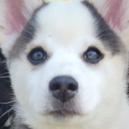 Pomskies from Black Swamp Pomskies