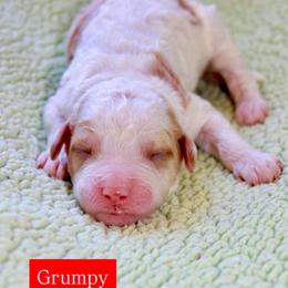 Grumpy - Parti male Goldendoodle puppy in Stockton, California from Port City Doodles