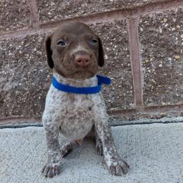 Boy 1 - Liver and white male German Shorthaired Pointer puppy in Potosi, Wisconsin from Point and Flush Gun Dogs