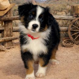 Cupid - Black tri-color male Australian Shepherd puppy in Howardsville, Virginia from Spectacular Aussies and Cavaliers