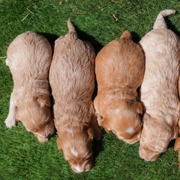 Aussiedoodle and Goldendoodle Puppies from Ever After Doodles Arizona