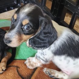 Dachshunds from Dee's Little Animals