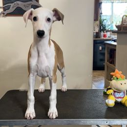 Bowser - Red male Whippet puppy in Brooksville, Florida from Phasion Whippets Kimberly & Paul Norton Sr.