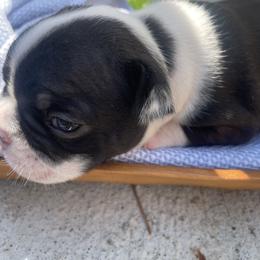 French Bulldog Puppies from Nick’s pups