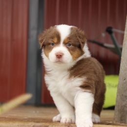 Australian Shepherd and Soft Coated Wheaten Terrier Puppies from Ironwood Ridge Kennels