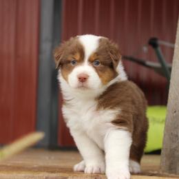 Australian Shepherd and Soft Coated Wheaten Terrier Puppies from Ironwood Ridge Kennels