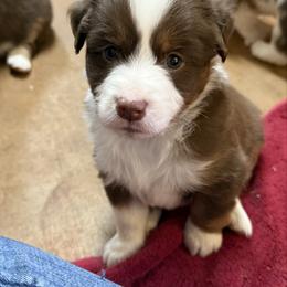 Red Tri Male 1 - Red tri-color male Miniature American Shepherd puppy in Elmore City, Oklahoma from Rikashay Kennels