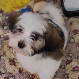 Havanese from Ambler Havanese