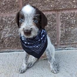 Boy 7 - Liver and white male German Wirehaired Pointer puppy in Potosi, Wisconsin from Point and Flush Gun Dogs