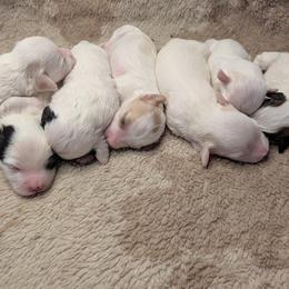Cavapoochon puppies from Darling Doodles of Texas