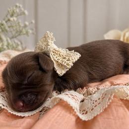 Kit - Chocolate female Dachshund puppy in Hartsville, Tennessee from B+B Co Miniature Dachshunds