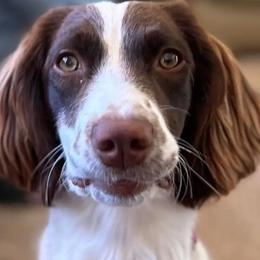 English Springer Spaniel All Grown Up from Jackpine Forest Springers