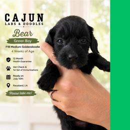 1400.00  Bear: Green Collar - Black male Goldendoodle puppy in Raceland, Louisiana from Cajun Doodles