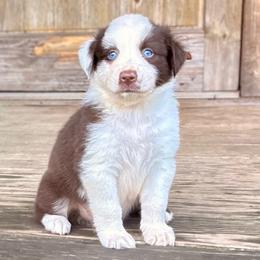 Boone - Red tri-color male Australian Shepherd puppy in Statesville, North Carolina from Charming Australian Shepherds