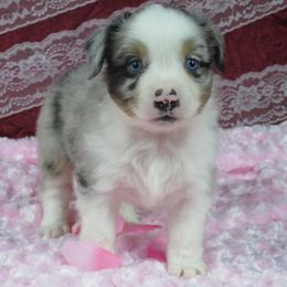 Cheers - Miniature Australian Shepherd puppy from Big Coon Little Aussies