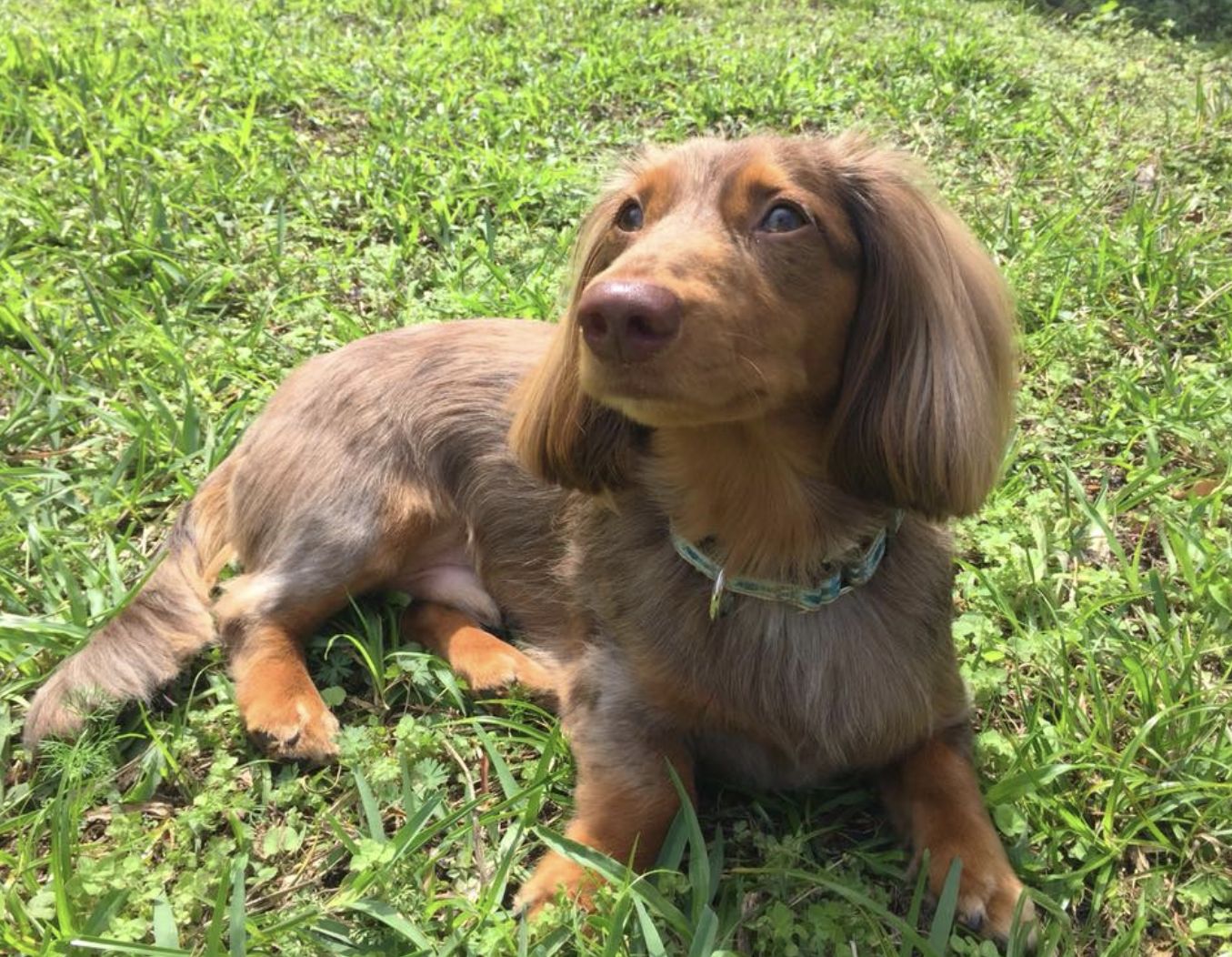 FloriDachs Miniature Dachshunds in Florida | Dachshund puppies | Good Dog