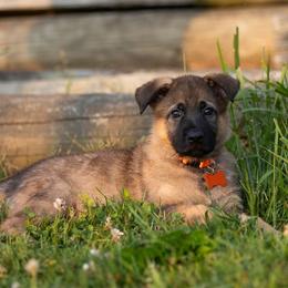 Amber - Sable female German Shepherd puppy in Linesville, Pennsylvania from Shenango Valley Shepherds