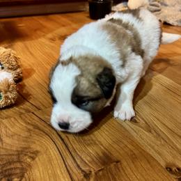 Dark green - Brindle and white male Saint Bernard puppy in Auburn, Washington from Sara’s Saint Bernards