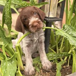 Brown Collar Male - Brown and gray male Wirehaired Pointing Griffon puppy in Sheldon, Vermont from Ole Poor Farm