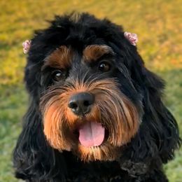 Cookie - Cockapoo