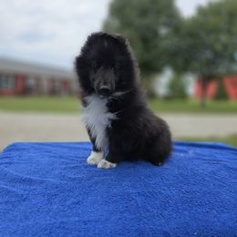 2 bi black, 1 blue merle - Black and white male Shetland Sheepdog puppy in Lenox, Iowa from Crossroad shelties
