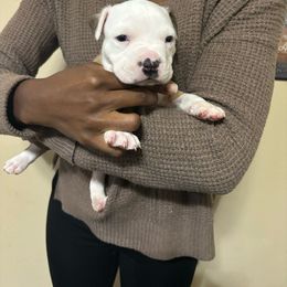 Boy 1 - Fawn American Pit Bull Terrier puppy in Pensacola, Florida from Alpha Alliance Kennels
