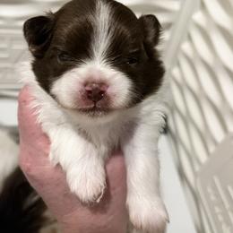 Boy 2 - Tri-colored male Pomeranian puppy in Maplefalls, Washington from Snow peak poms