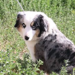lady  - Miniature American Shepherd