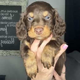 Noah - Chocolate male Dachshund puppy in Brandon, Florida from Knights Dachshunds