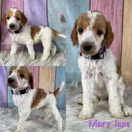 Mary Jane - Parti Poodle puppy in Swansboro, North Carolina from Monarch Standard Poodles