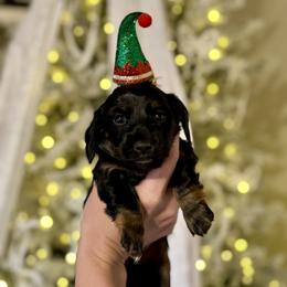 Dachshund Puppies from Doodle Bugs Doxies