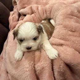 Ricky Bobby - White and tan male Mal-Shi puppy in Benton Harbor Mi, Michigan from Wiggle Bottom Shih Tzu/Maltese