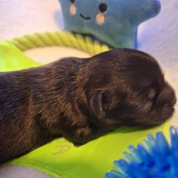 Pebbles - Brown female Mal-Shi puppy in Apollo Beach, Florida from Gemstone Exclusive Pups of Florida