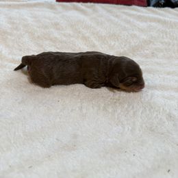 Maple - Red tri-color female Aussiedoodle puppy in Grants Pass, Oregon from Woodwind Miniatures