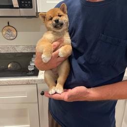 Girl 2 - Red female Shiba Inu puppy in Milton, Florida from Moonlight Shibas