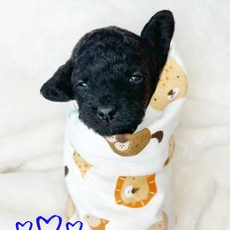 Elliot - Phantom male Goldendoodle puppy in Warrensburg, Missouri from Supreme Doodles