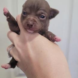 Boy 2 - Chocolate male Chihuahua puppy in Warsaw, Virginia from B&D Chihuahuas