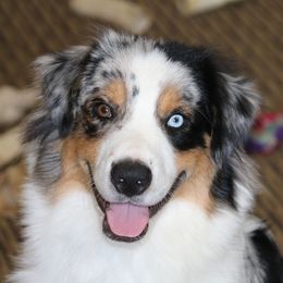Hawk - Miniature American Shepherd