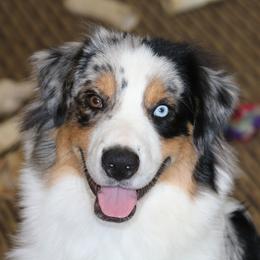 Hawk - Miniature American Shepherd