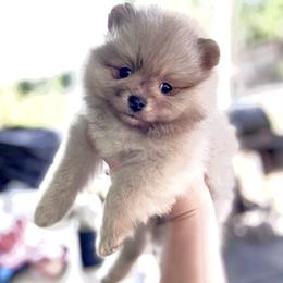 Pomeranian Puppies from Highlander Pomeranians