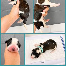 Female 3 - Red and white female Saint Bernard puppy in Albany, Georgia from Magnolia Saint Bernards