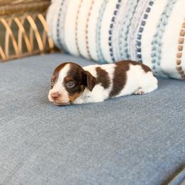 Autumn( longhaired) - Chocolate and tan female Dachshund puppy in Salters, South Carolina from Long-Pine Dachshund