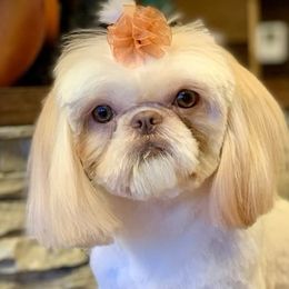 Maltese, Miniature Australian Shepherds, Poodles, Shih Tzus, Toy Australian Shepherds, and Yorkshire Terriers from Love At FURst Sight TX Kiss My Aussie