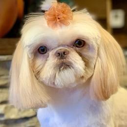 Maltese, Miniature Australian Shepherds, Poodles, Shih Tzus, Toy Australian Shepherds, and Yorkshire Terriers from Love At FURst Sight TX Kiss My Aussie