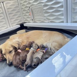Dachshund Puppies from Lakeview Dachshunds